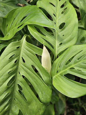 Swiss Cheese Plant, Swiss Cheese Ivy, Window Leaf, Shotgun Ivy, Buckshot Ivy , Monstera adansonii (probably), M. friedrichsthalii